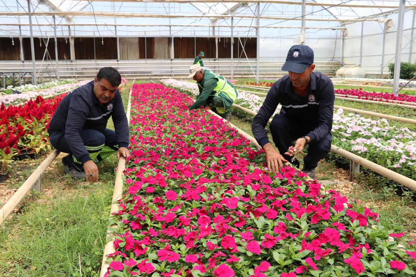  "Kendi seramızda şu ana kadar 900 milyon çiçek yetiştirdik"